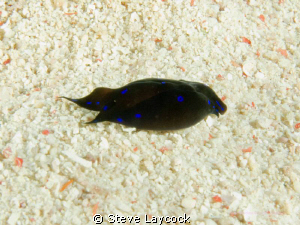 Blue ring flatworm - everyone else was watching the Hamme... by Steve Laycock 